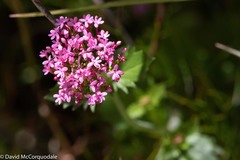 Centranthus