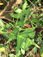 Christia vespertilionis