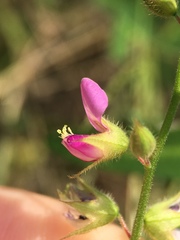 Christia vespertilionis