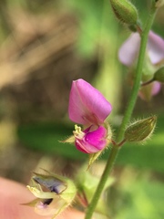 Christia vespertilionis