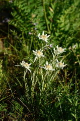 Leontopodium ochroleucum