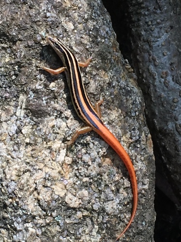 Lipinia microcerca
