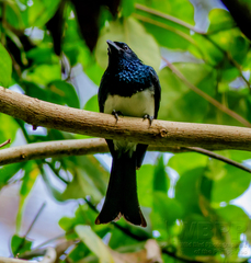 Dicrurus balicassius
