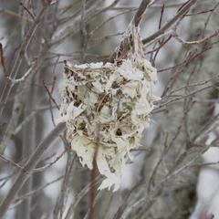 Vireo griseus