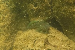 Rio Blenny photo 2