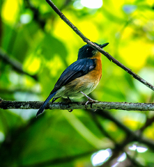 Cyornis rufigastra