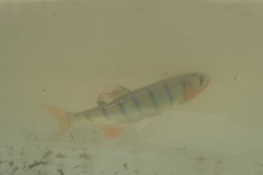 Opsaridium peringueyi