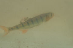 Opsaridium peringueyi