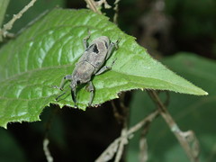 Rhodobaenus maior
