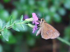 Iambrix salsala salsala