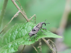 Rhodobaenus maior