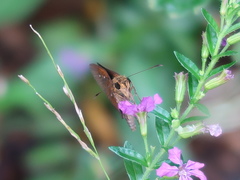 Iambrix salsala salsala