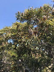 Banksia prionotes