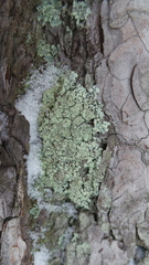 Parmeliopsis ambigua