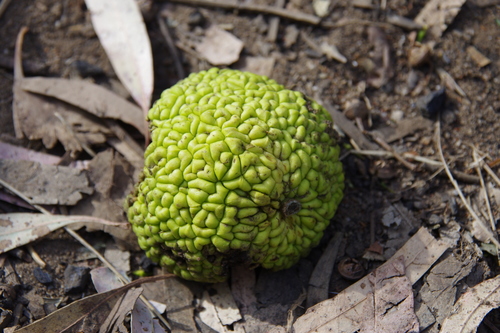 Maclura pomifera