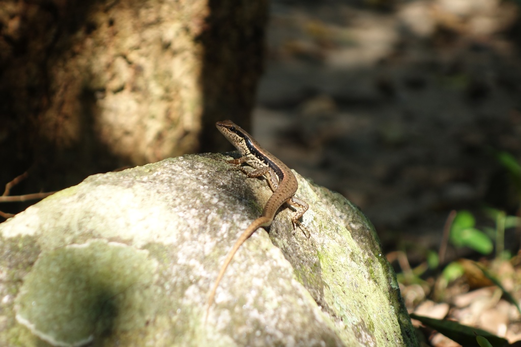 Maculated Forest Skink (Sphenomorphus maculatus)