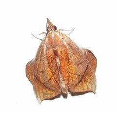 Abolla pellicosta