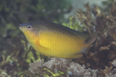 Pomacentrus simsiang