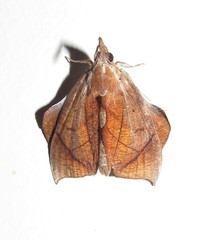 Abolla pellicosta
