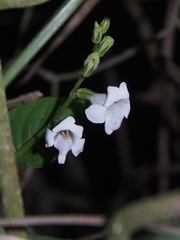 Asystasia intrusa