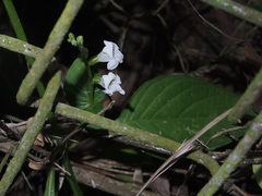 Asystasia intrusa