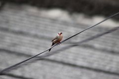 Estrilda astrild