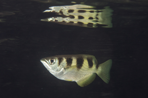 Banded Archerfish — seen at this dive site