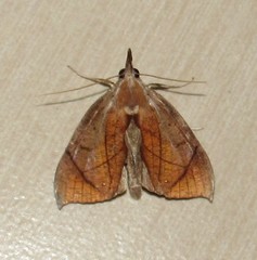 Abolla pellicosta