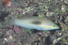 Halichoeres chloropterus