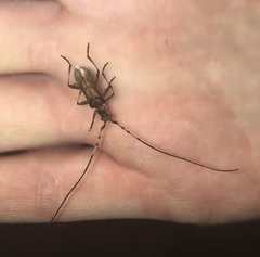 Didymocantha obliqua