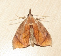 Abolla pellicosta