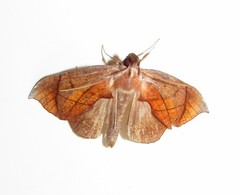 Abolla pellicosta