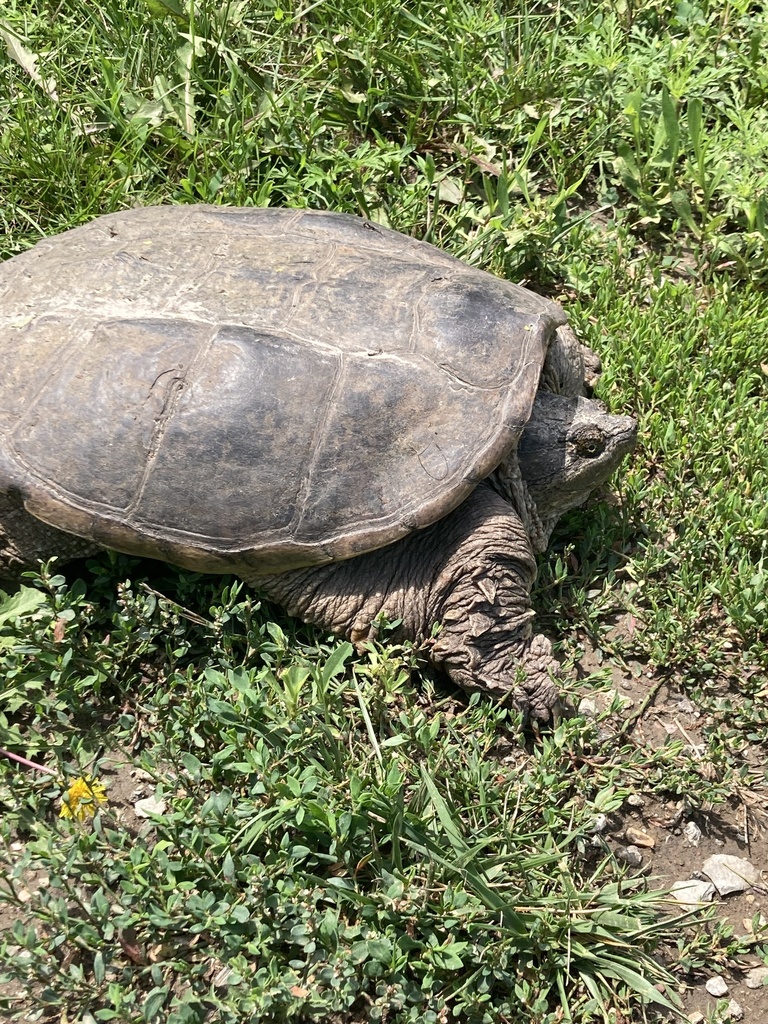 Common Snapping Turtle from Pioneers Park Nature Center, Lincoln, NE ...