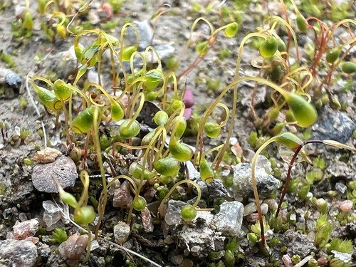 Funaria arctica