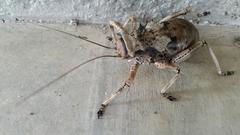 Enyaliopsis transvaalensis