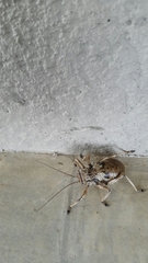 Enyaliopsis transvaalensis