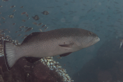 Plectropomus areolatus