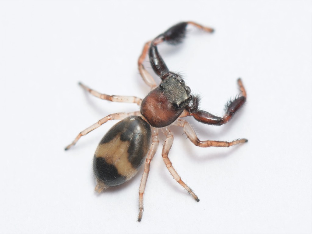 Thiania abdominalis