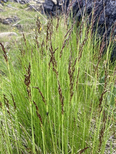 psinček tuhý (Agrostis vinealis)