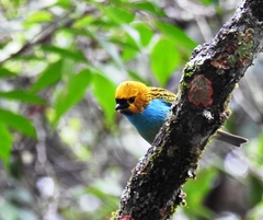 Tangara cyanoventris
