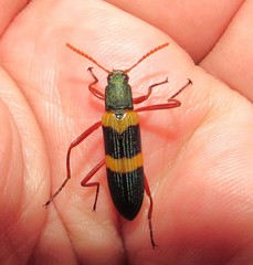 Strongylium rufipes