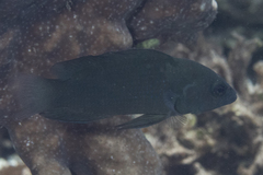 Pseudochromis fuscus