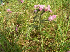 Carduus spachianus image