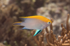 Neoglyphidodon melas