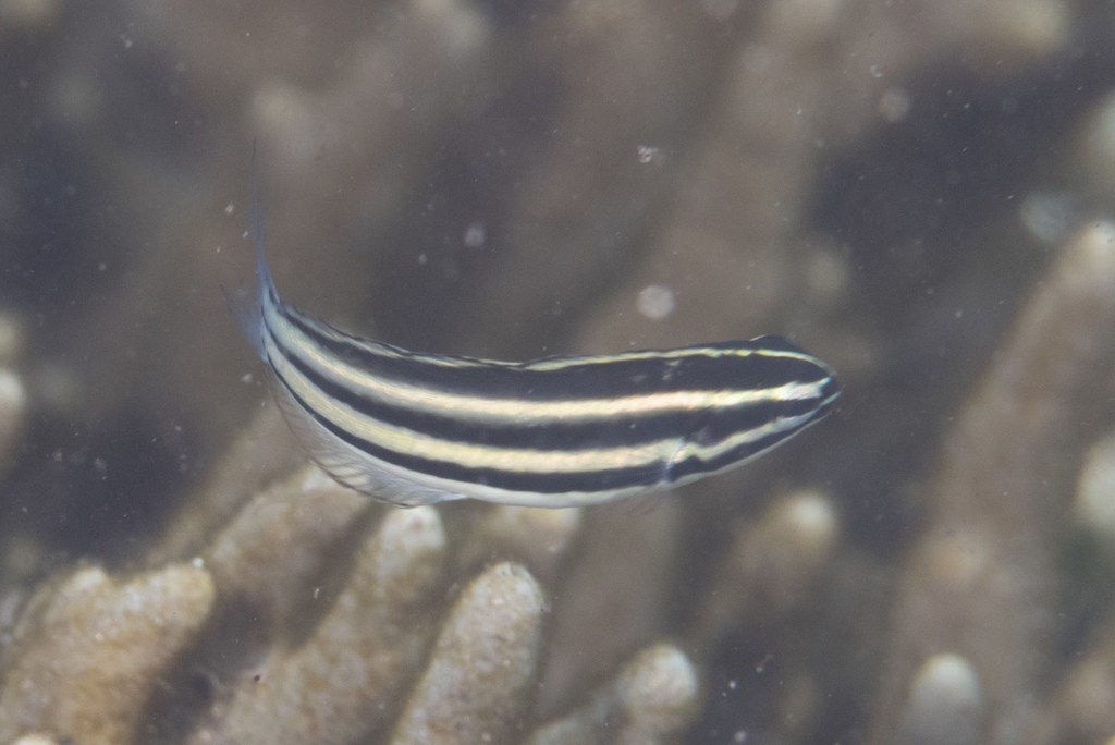 Hairtail Fangblenny