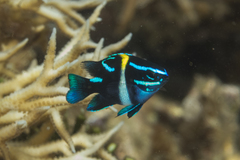 Neoglyphidodon oxyodon