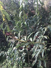 Clerodendrum indicum