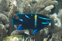 Neoglyphidodon oxyodon