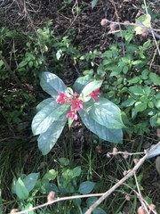 Clerodendrum indicum