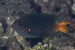 Pomacentrus grammorhynchus